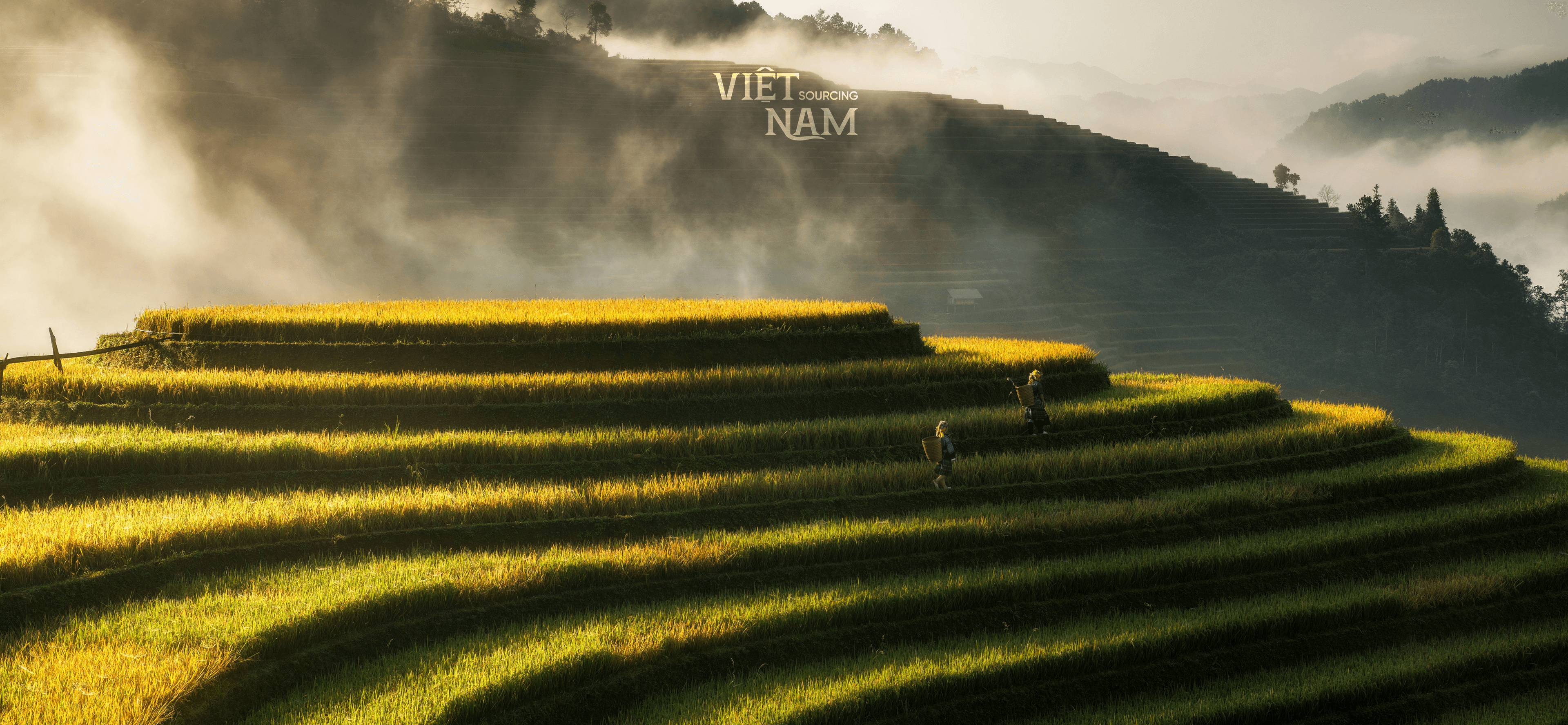 Vietnam Rice Terraces